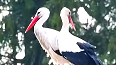 Do bociana Krutka przyleciała partnerka Do bociana Krutka przyleciała partnerka